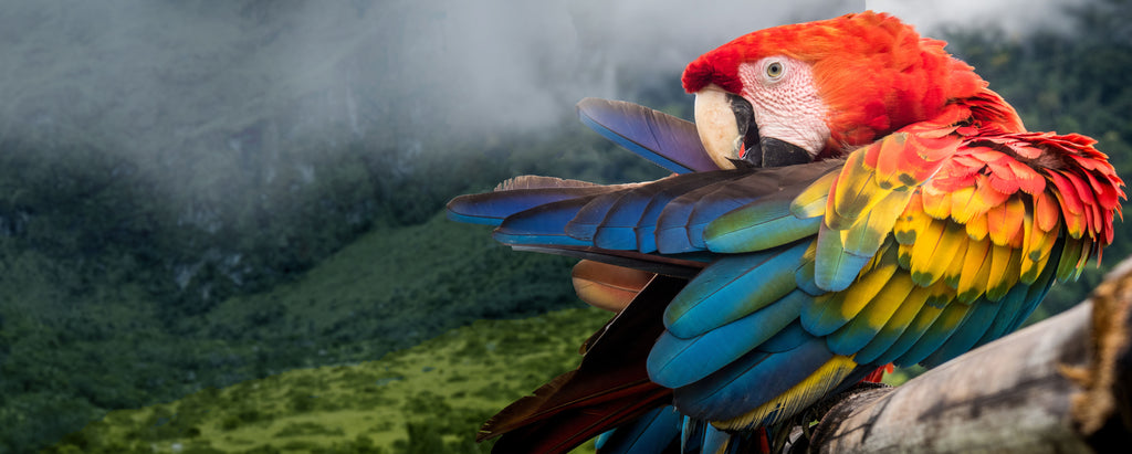 macaw rainforest